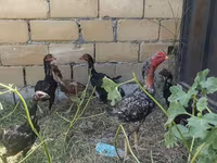 Chickens — Foto 2