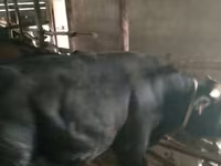 ثور, سلالة ألاطاووس — الصورة 2