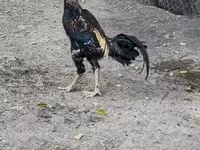 Chickens — الصورة 6