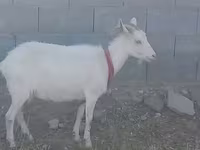 عنزة, Saanen goat — الصورة 3