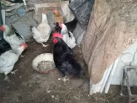 Chickens — Foto 3