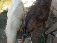 Cabra, Cabras — foto 4