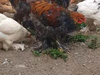 Brahma — Foto 4