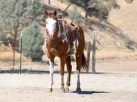 Hengst, American paint horse — Foto 6