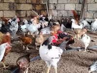 Chickens — Foto 3