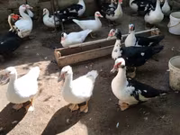 Ducks — foto 7