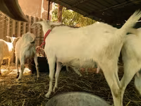 山羊（批次，未指定性别）, Saanen goat — 照片 3