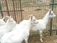 Goat, Saanen goat — photo 3