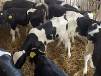 Toro, Raza Holstein — foto 6