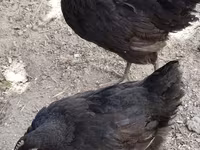 Chickens — 3-сурет