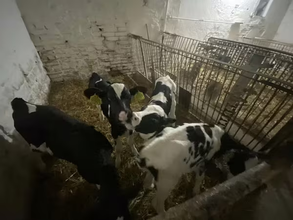 Vaca, Raza Holstein