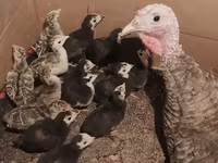 Turkeys — الصورة 2