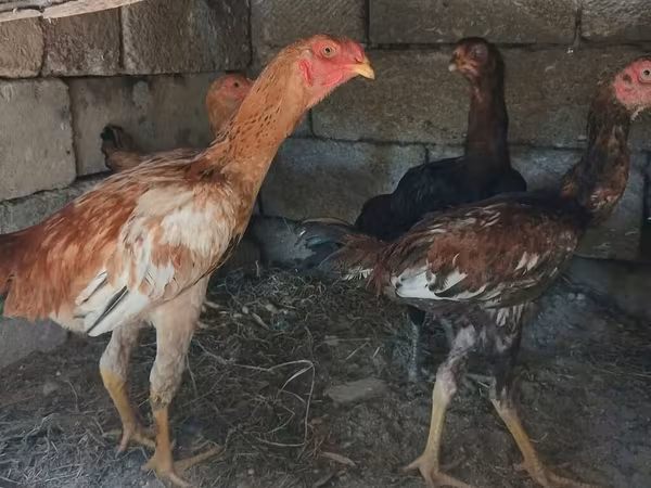 Chickens