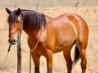 حصان, Quarter Horse — الصورة 4