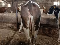 Kuh, Simmental cattle — Foto 1