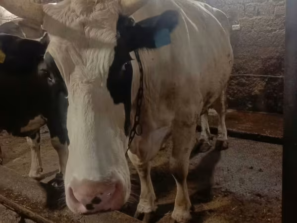 Kuh, Simmental cattle