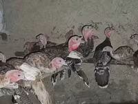 Turkeys — photo 5