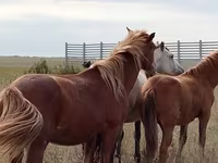 公马, Horses — 照片 2