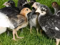 Chickens — फ़ोटो 2
