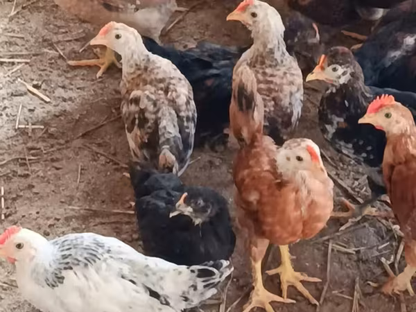 Chickens