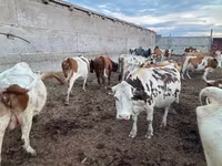 Cow, Simmental cattle — photo 2