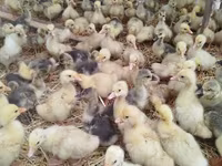 Geese — Foto 2