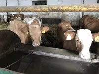 Buqa, Simmental cattle — 3-rasm