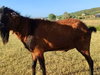 Ешкі, Saanen goat — 5-сурет