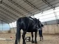 فرس, Percheron — الصورة 2