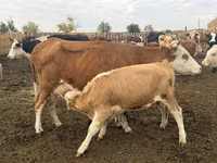 Сиыр, Simmental cattle — 3-сурет
