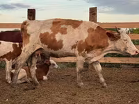Корова, Swiss cattle — фото 6