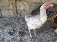 Chickens — फ़ोटो 4