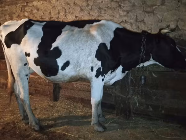 Cow, Holstein breed