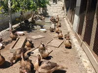 Ducks — фото 1