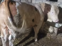 Bulle, Simmental cattle — Foto 1