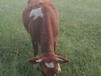 Kuh, Simmental cattle — Foto 2