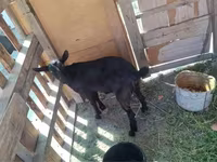 Goat, Nubian Goat — photo 7