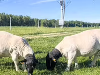 Carnero, Romanov sheep — foto 1