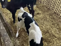 Vaca, Raza Holstein — foto 1