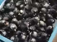 Chickens — foto 2