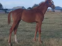 Hengst, Thoroughbred horse — Foto 2