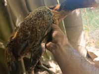 Chickens — Foto 8