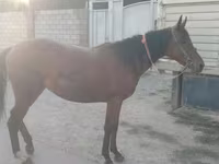 Stute, Anglo-Arabian — Foto 2