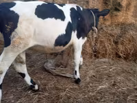 Bulle, Russian Black pied cattle — Foto 6