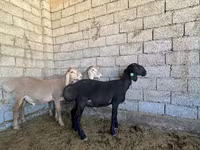كبش, Arashan sheep — الصورة 6