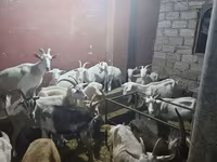 عنزة, الماعز — الصورة 5