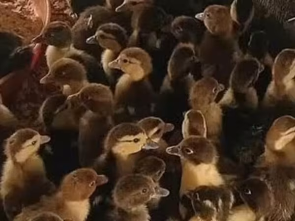 Ducks