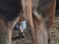 Сиыр, Swiss cattle — 2-сурет