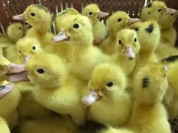 Ducks — फ़ोटो 6