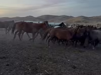 Mare, Kazakh horse — photo 5